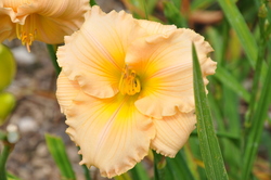 Hemerocallis Fairytale Pink — photo 1