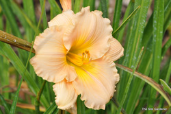Hemerocallis Fairytale Pink — photo 2