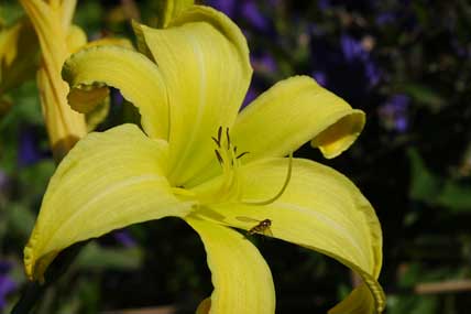 Hemerocallis hybrid Atlas — photo 1