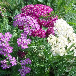 Achillea Summer Pastels — photo 1