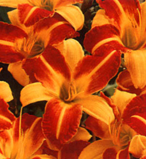 Hemerocallis hybrid Frans Hals — photo 1