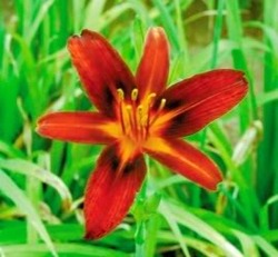 Hemerocallis hybrid Sammy Russell — photo 1