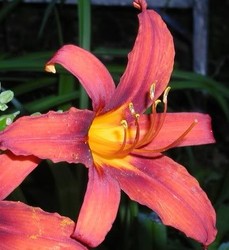 Hemerocallis hybrid Sammy Russell — photo 2