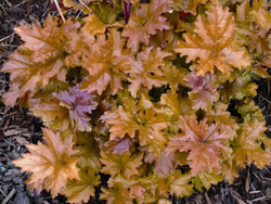 Heuchera 'Amber Waves' — photo 1