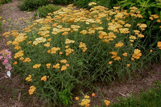 Achillea 'Terra Cotta' — photo 1