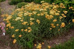 Achillea 'Terra Cotta' — photo 1