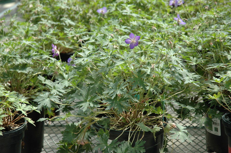Geranium 'Johnson's Blue'