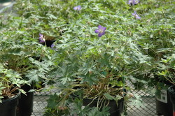 Geranium 'Johnson's Blue' — photo 1
