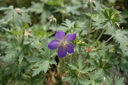 Geranium 'Johnson's Blue' — photo 2