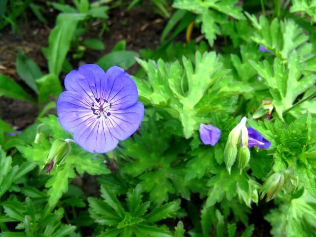 Geranium 'Rozanne'