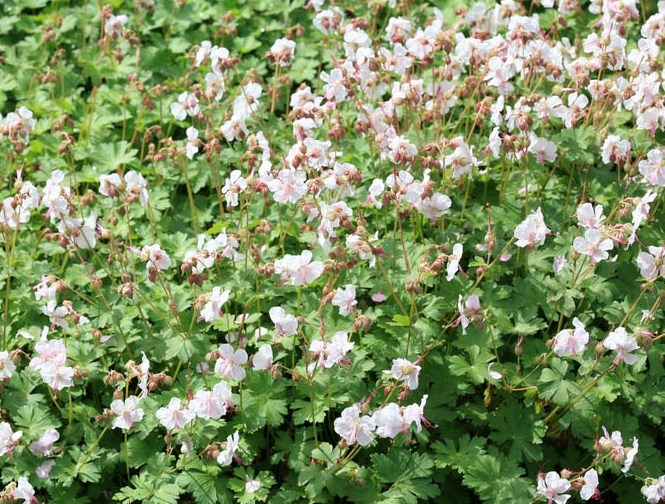 Geranium cantabrigiense 'Biokovo'