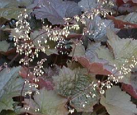 Heuchera 'Amethyst Mist' — photo 1