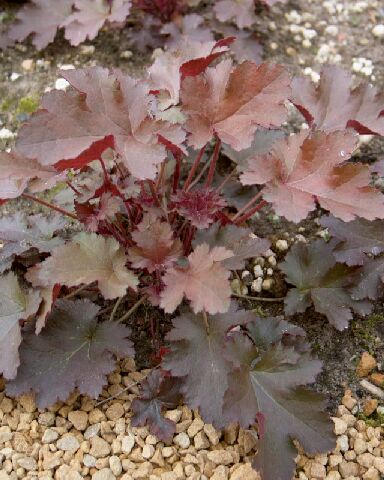 Heuchera 'Chocolate Ruffles' — photo 1