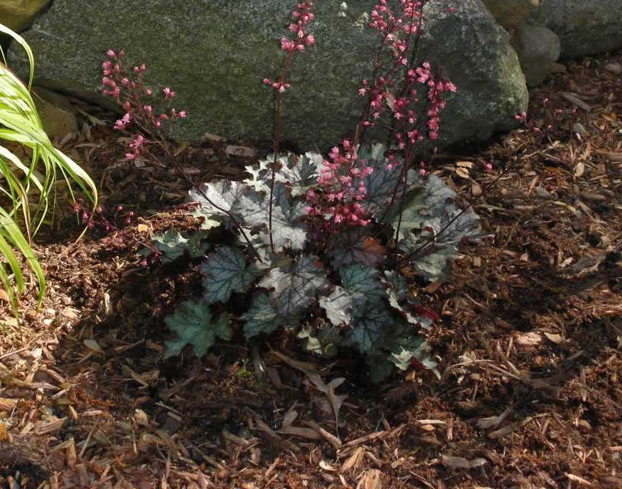 Heuchera 'Fandango' — photo 1