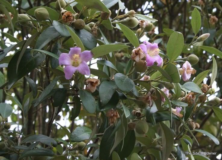 Hibiscus syriacus Rosea Plena — photo 1
