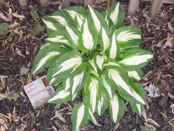 Hosta 'Night Before Christmas' — photo 1