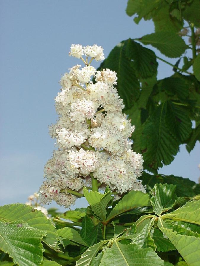 Aesculus hippocastanum 'Baumanii' — photo 1