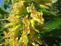 Aesculus globosa octandra — photo 1