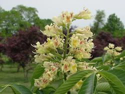 Aesculus globosa octandra — photo 2