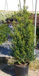 Ilex crenata 'Steeds' — photo 2