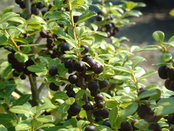 Ilex crenata Green Luster — photo 2