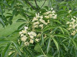 Aesculus globosa octandra — photo 3