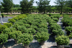 Ilex crenata Green Luster — photo 3