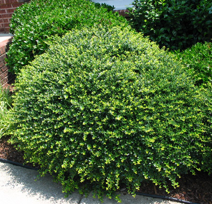 Ilex crenata Helleri