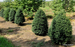 Ilex crenata Jersey Pinnacle — photo 1