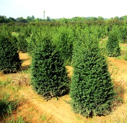 Ilex crenata Jersey Pinnacle — photo 2
