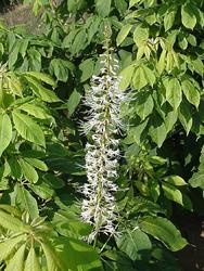 Aesculus parviflora — photo 1