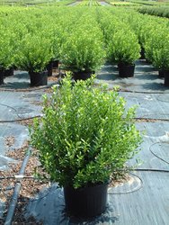 Ilex glabra 'Densa' — photo 1