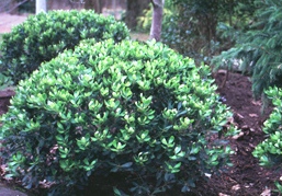Ilex glabra 'Ivory Queen'