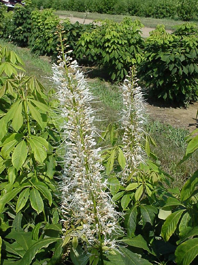 Aesculus parviflora — photo 1