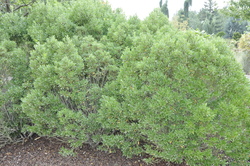 Ilex glabra 'Shamrock' — photo 2