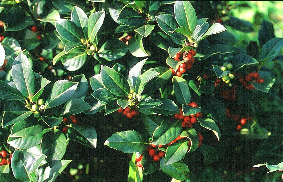 Ilex hybrid Clusterberry