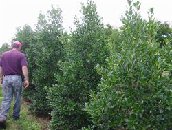 Ilex Nellie Stevens — photo 4
