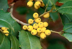 Ilex opaca Longwood Gold — photo 2