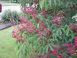 Aesculus pavia — photo 1