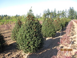 Ilex x meserveae 'Blue Princess' — photo 1