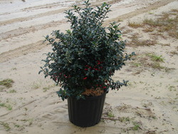 Ilex x meserveae 'Blue Princess' — photo 2