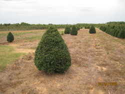 Ilex crenata Jersey Pinnacle — photo 3