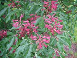 Aesculus pavia — photo 2