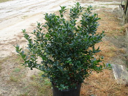 Ilex x meserveae 'Mesid'(BLUE MAID) — photo 2