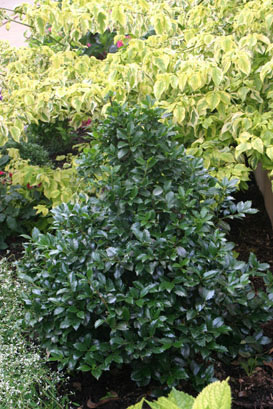Ilex x meserveae 'Castle Spire'