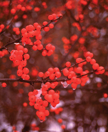 Ilex verticillata 'Berry Nice'