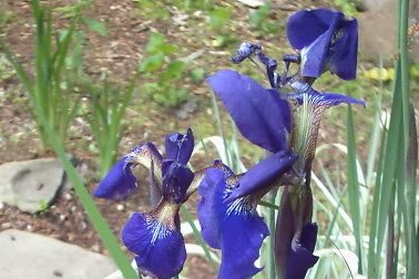 Iris sibirica 'Caesar's Brother'