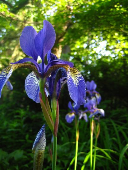 Iris ensata 'Variegata' — photo 1