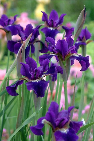Iris sibirica 'Ruffled Velvet' — photo 1