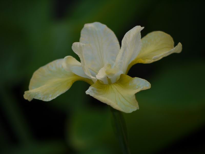 Iris Sibirica 'Butter And Sugar' — photo 1